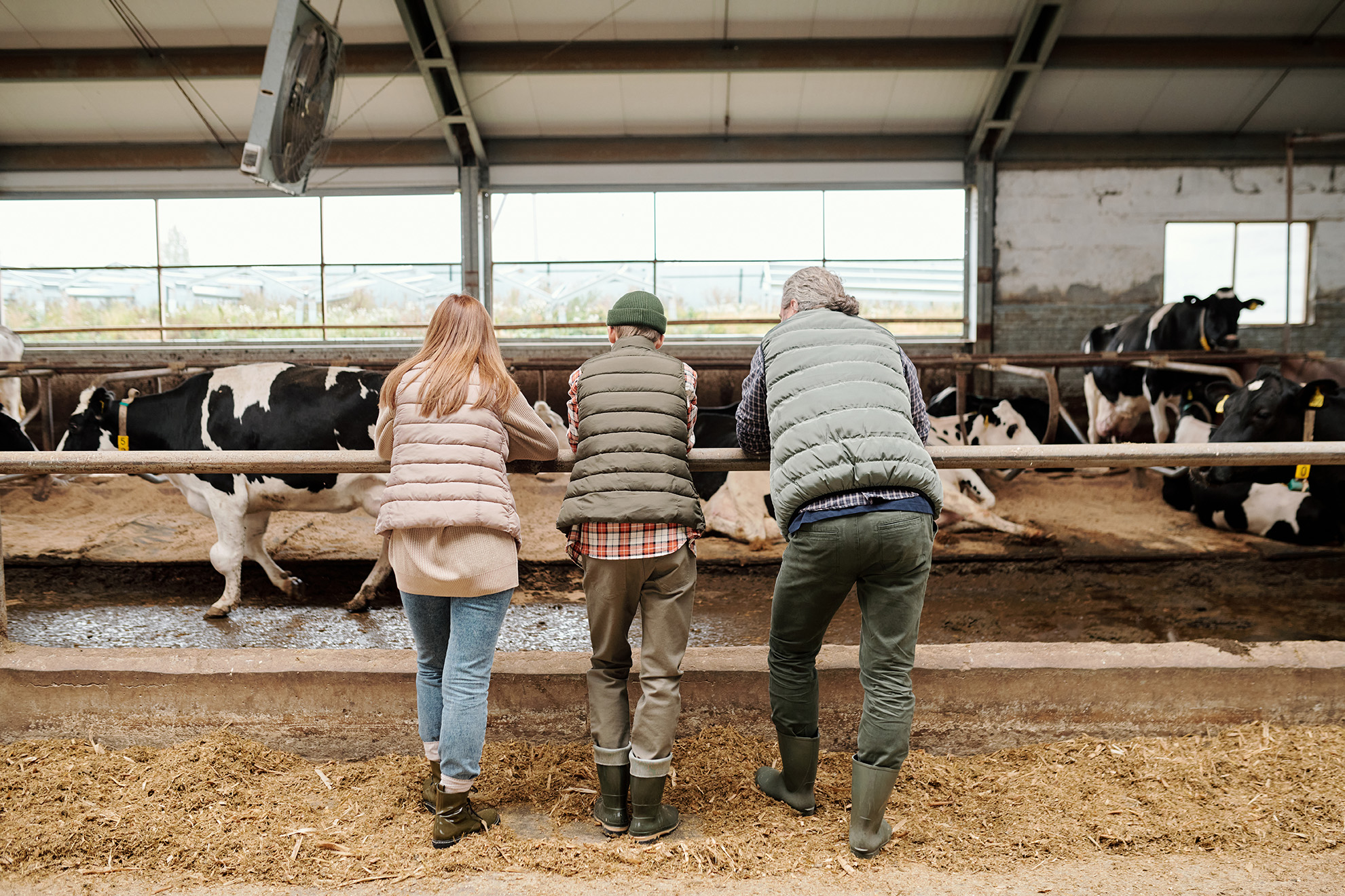 Two men and a woman looking at the cattle farm